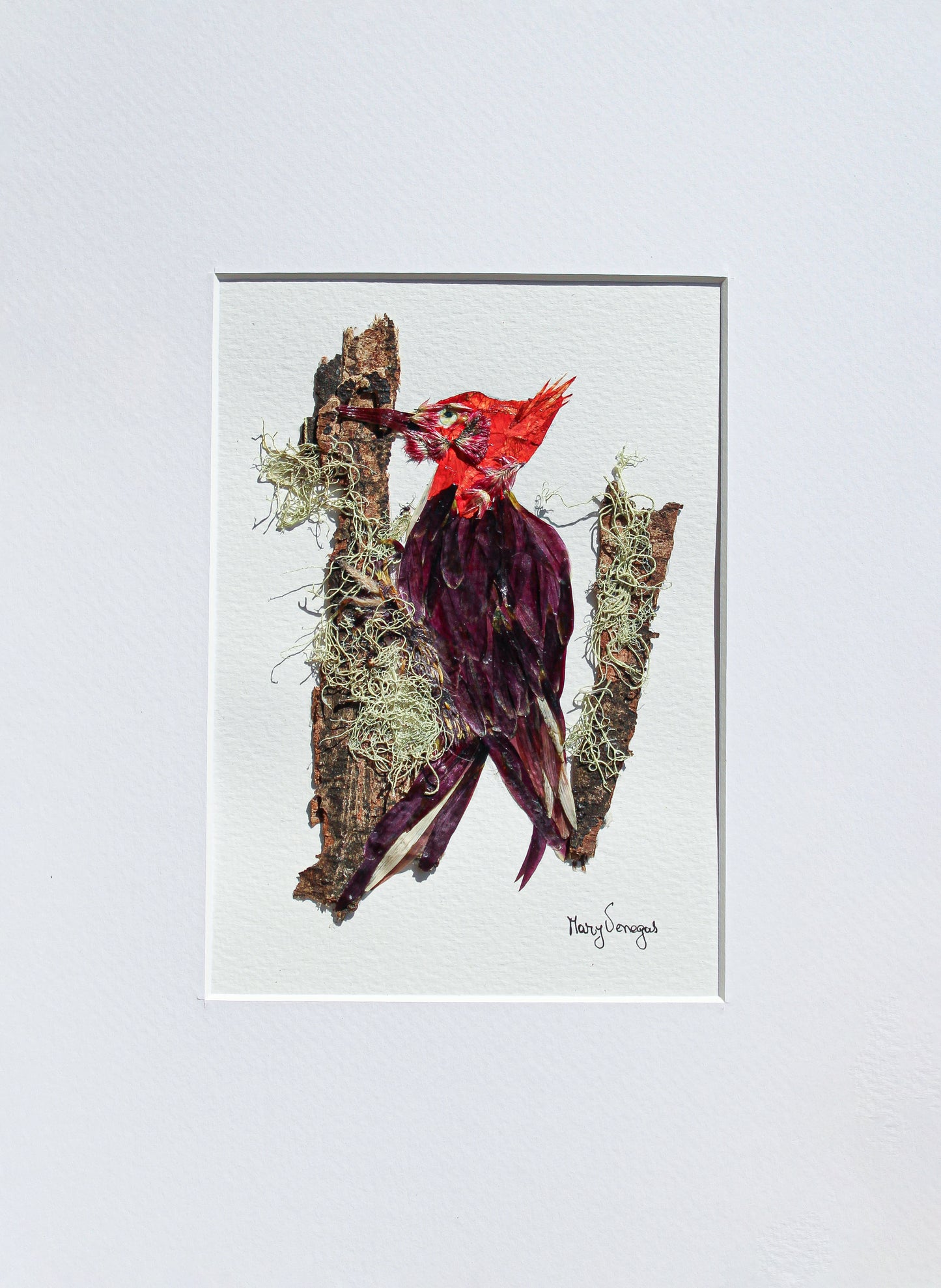 Pájaro Carpintero | Magellanic Woodpecker