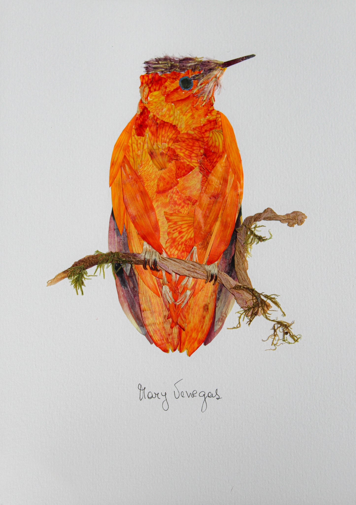 Picaflor de Juan Fernandez | Juan Fernandez Firecrown
