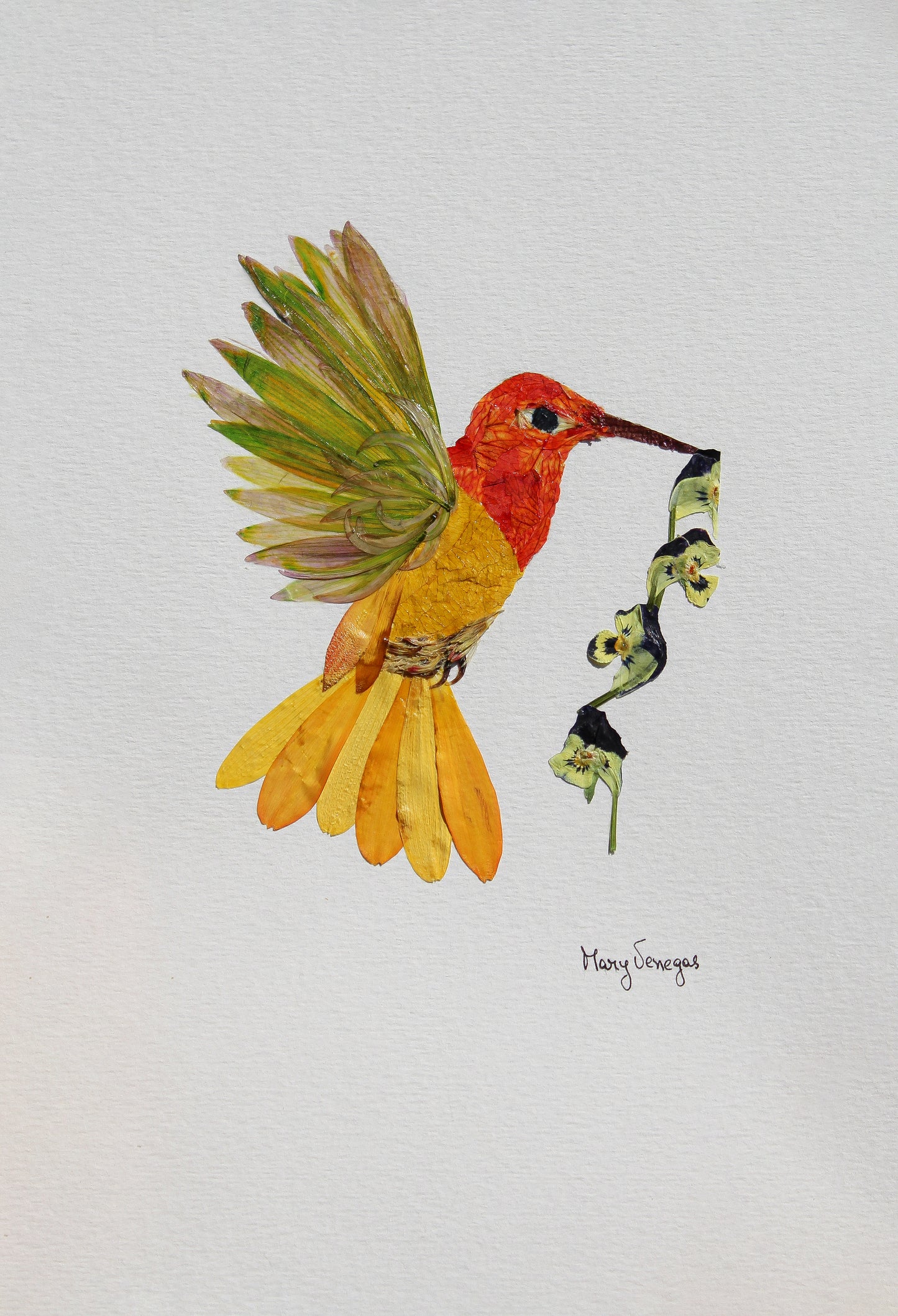 Picaflor Vibrante | Vibrant Hummingbird