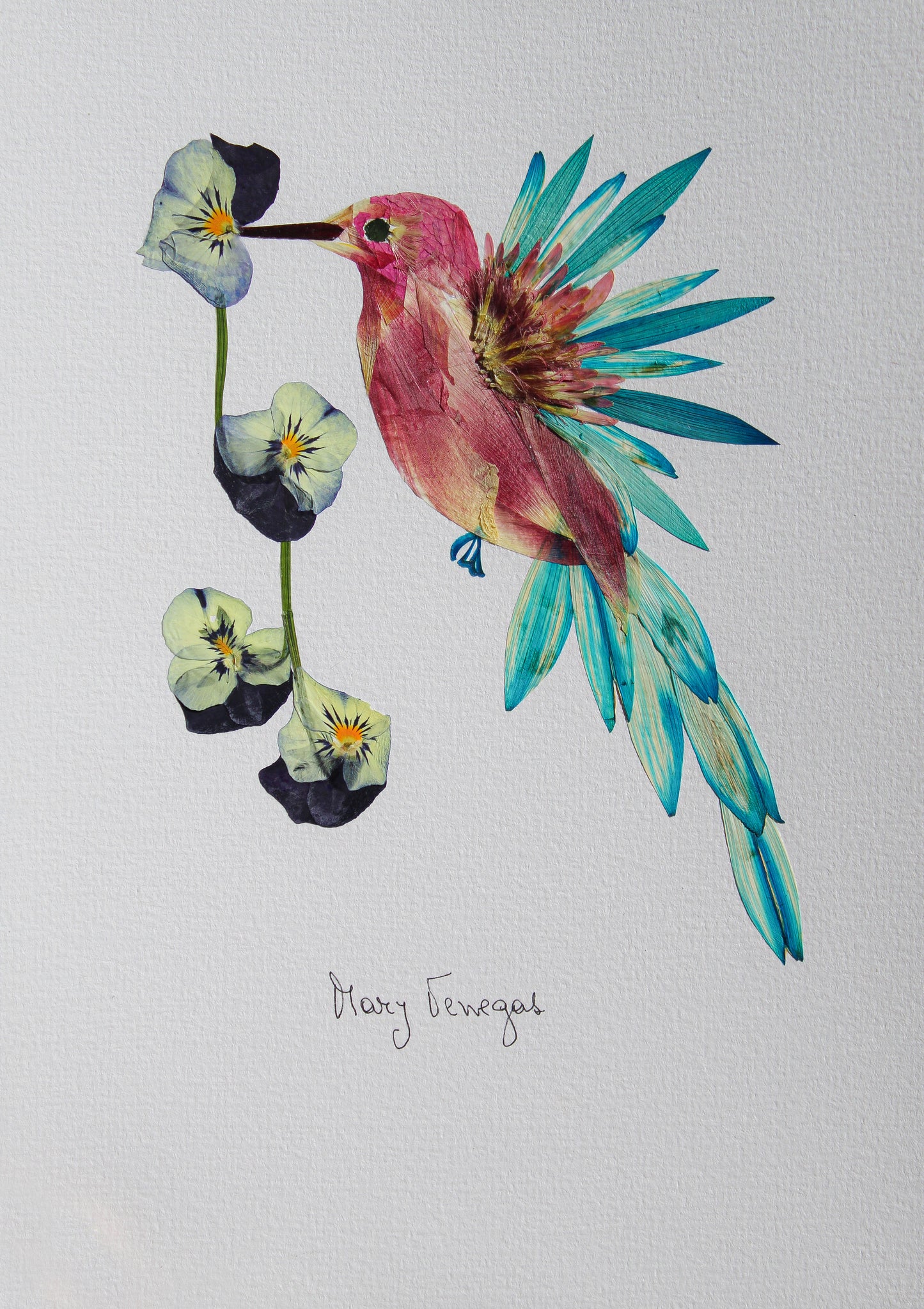 Picaflor y sus Pensamientos | Hummingbird and its Pansies